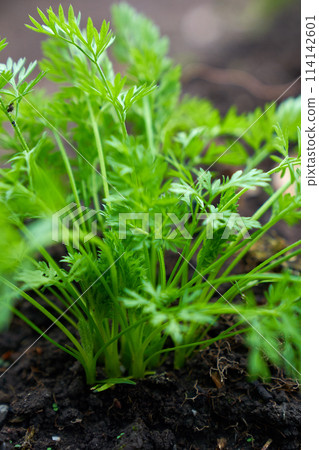 baby carrots growing spring season baby carrots growing spring season 114142601