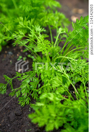 baby carrots growing spring season baby carrots growing spring season 114142603