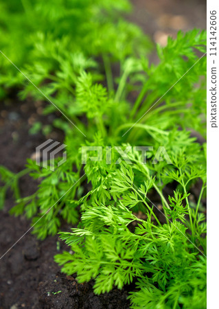 baby carrots growing spring season baby carrots growing spring season 114142606