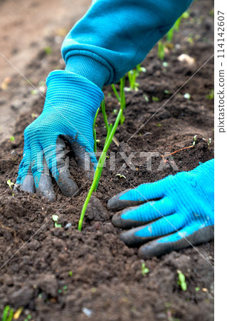 spring onions working hands planting spring onions working hands planting 114142607