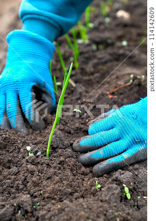 spring onions working hands planting spring onions working hands planting 114142609