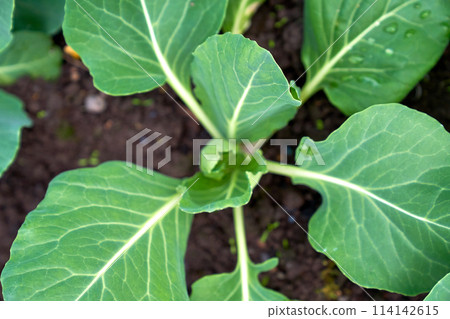 cabbage growing planting hands working in the garden cabbage growing planting hands working in the garden 114142615
