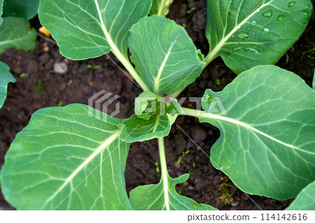 cabbage growing planting hands working in the garden cabbage growing planting hands working in the garden 114142616
