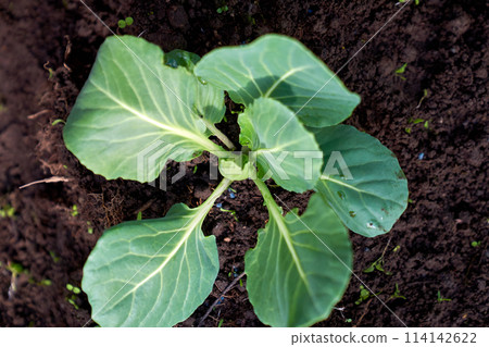 cabbage growing planting hands working in the garden cabbage growing planting hands working in the garden 114142622