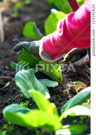 cabbage growing planting hands working in the garden cabbage growing planting hands working in the garden 114142626