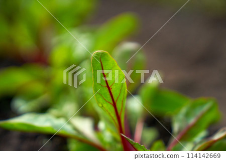 baby beetroot growing in the garden bed baby beetroot growing in the garden bed 114142669
