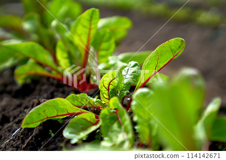 baby beetroot growing in the garden bed baby beetroot growing in the garden bed 114142671