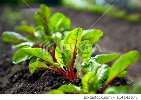 baby beetroot growing in the garden bed 114142673