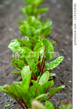 baby beetroot growing in the garden bed 114142680