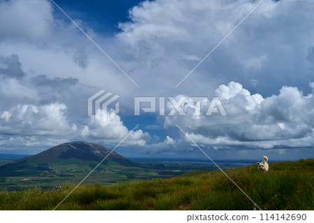Ireland hills view dog running Ireland hills view dog running 114142690