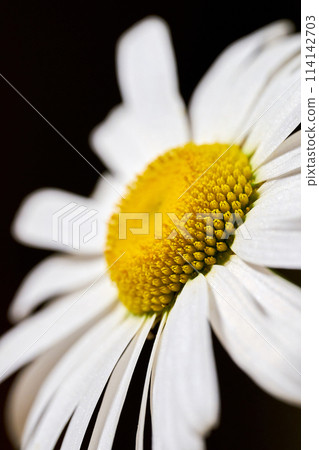 Flower close up picture blooming Flower close up picture blooming 114142703