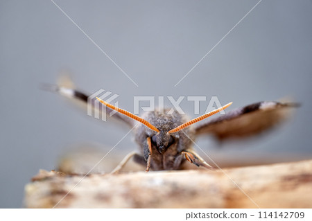 Macro bug close up photo Macro bug close up photo 114142709