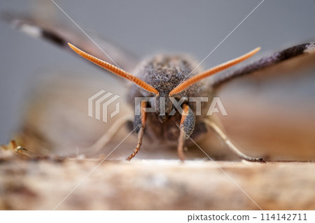 Macro bug close up photo  114142711