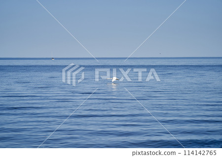 Swan landing on the lake landscape image Swan landing on the lake landscape image 114142765