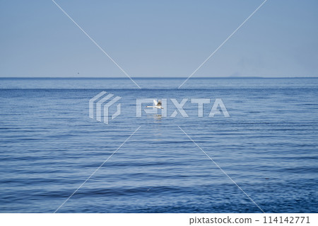 Swan landing on the lake landscape image 114142771