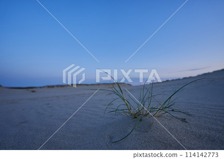 evening dunes Lithuania landscape image 114142773