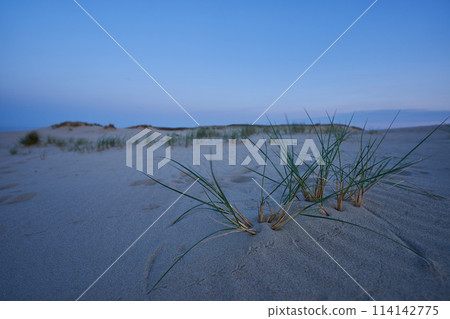 evening dunes Lithuania landscape image 114142775