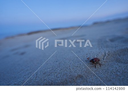 Bug on sand close up image 114142800