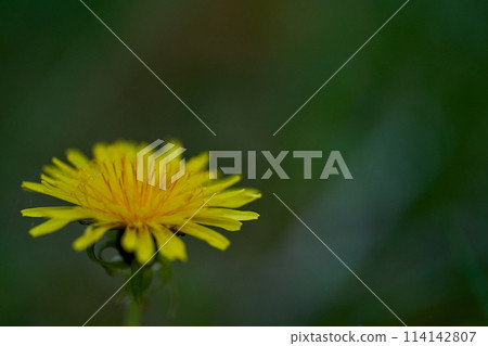 Flower close up picture blooming Flower close up picture blooming 114142807
