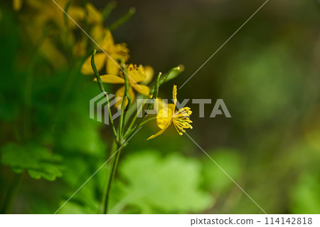 Flower close up picture blooming 114142818
