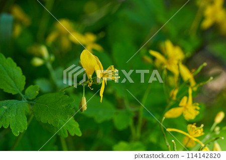 Flower close up picture blooming Flower close up picture blooming 114142820