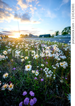 evening summer white flowers field 114142881