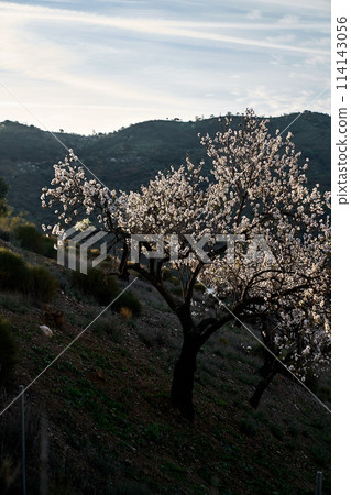 Spain Andalucia spring surrounding lonely tree mountains clouds tunnel Spain Andalucia spring surrounding lonely tree mountains clouds tunnel 114143056