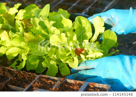 Eco veg growing Eco veg growing 114143148