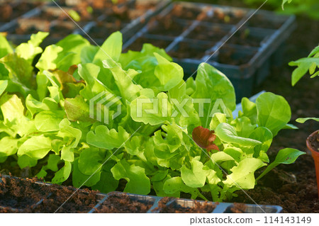 Eco veg growing Eco veg growing 114143149