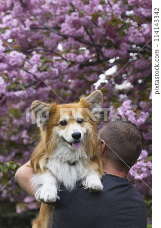 beautiful corgi dog and his owner beautiful corgi dog and his owner 114143342