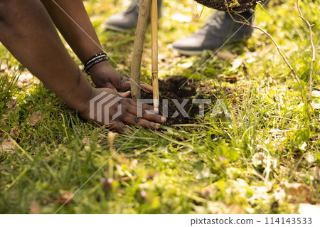Man and woman volunteers covering hole by planting a tree in the woods, contributing to the conservation project. Team of volunteers doing community service to save the planet. Close up. Man and woman volunteers covering hole by planting a tree in the woods, contributing to the conservation project. Team of volunteers doing community service to save the planet. Close up. 114143533