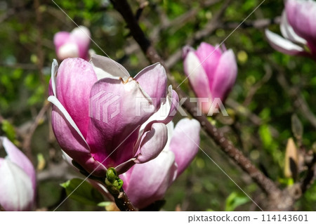 Pink magnolia flower in full bloom with delicate petals and white center on blurred background 114143601