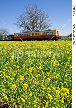油菜花田與復古列車 小湊鐵道上作久保站 114143693