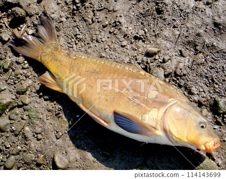 捕獲一條德國大鯉魚 114143699