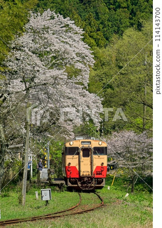 櫻花盛開的無人車站與復古列車 小湊鐵道上總大久保站 櫻花盛開的無人車站與復古列車 小湊鐵道上總大久保站 114143700