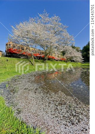 櫻花筏與復古列車 小湊鐵道伊急站 櫻花筏與復古列車 小湊鐵道伊急站 114143701
