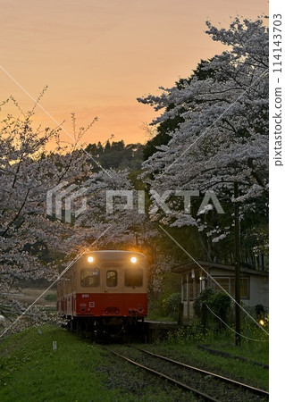 An unmanned station with cherry blossoms in bloom and a retro train: Kominato Railway, Kazusa Okubo Station 114143703