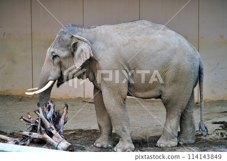 札幌市圓山動物園大象館 114143849