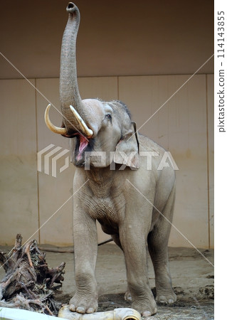 Sapporo City Maruyama Zoo Elephant House 114143855