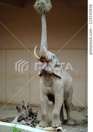 Sapporo City Maruyama Zoo Elephant House 114143856