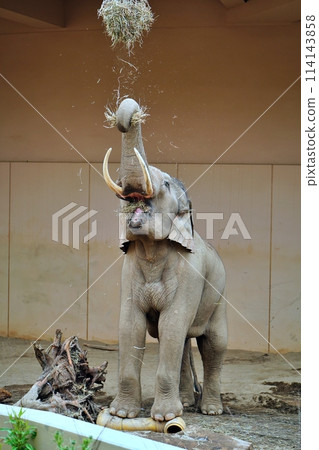 Sapporo City Maruyama Zoo Elephant House Sapporo City Maruyama Zoo Elephant House 114143858