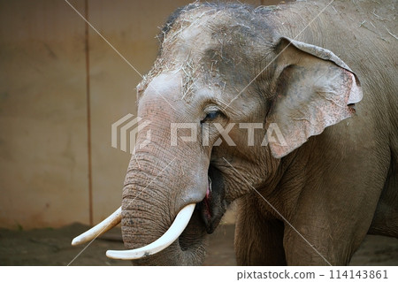 Sapporo City Maruyama Zoo Elephant House 114143861