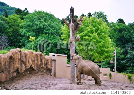 札幌市圓山動物園大象館 114143863