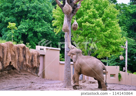 Sapporo City Maruyama Zoo Elephant House 114143864