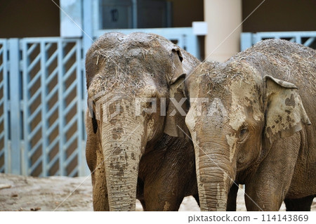 Sapporo City Maruyama Zoo Elephant House 114143869