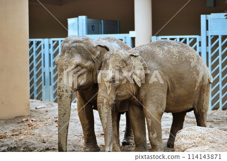 札幌市圓山動物園大象館 114143871