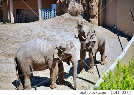 札幌市圓山動物園大象館 114143873
