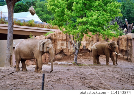 札幌市圓山動物園大象館 114143874
