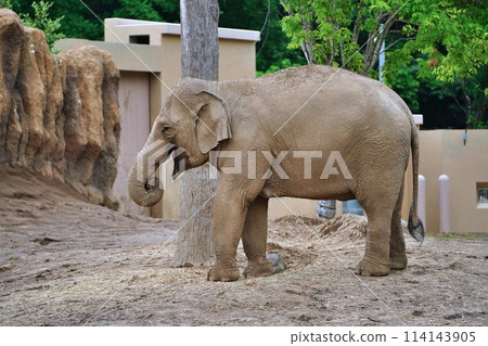 Sapporo City Maruyama Zoo Elephant House 114143905