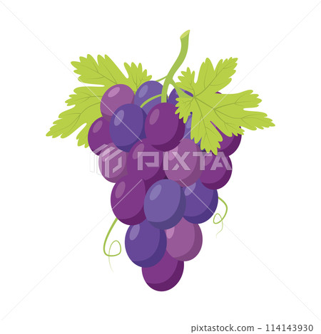 Vector illustration of a funny bunch of purple grapes in cartoon style. 114143930